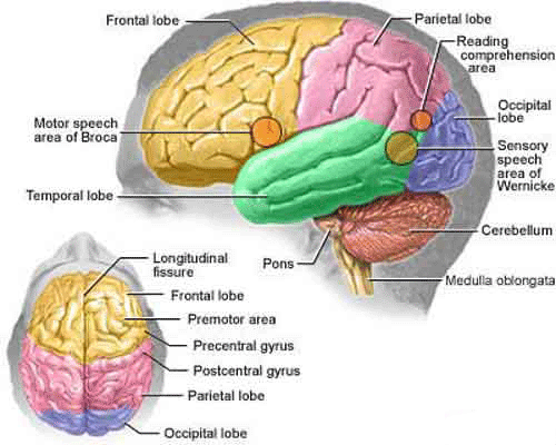 cervello_anatomia
